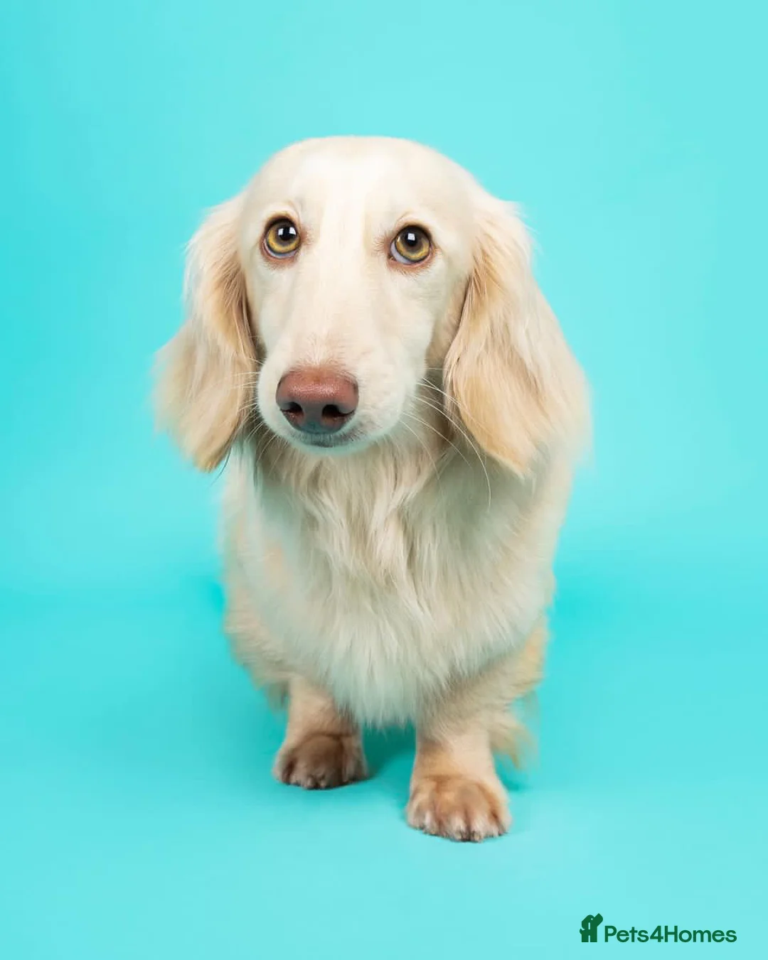 Miniature Dachshund dogs for stud: PALE CREAM long haired mini dachshund  in Saint Helens - Advert 2