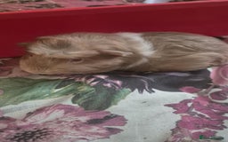 Guinea Pig rodents for sale: Male Guinea pigs - Image 2
