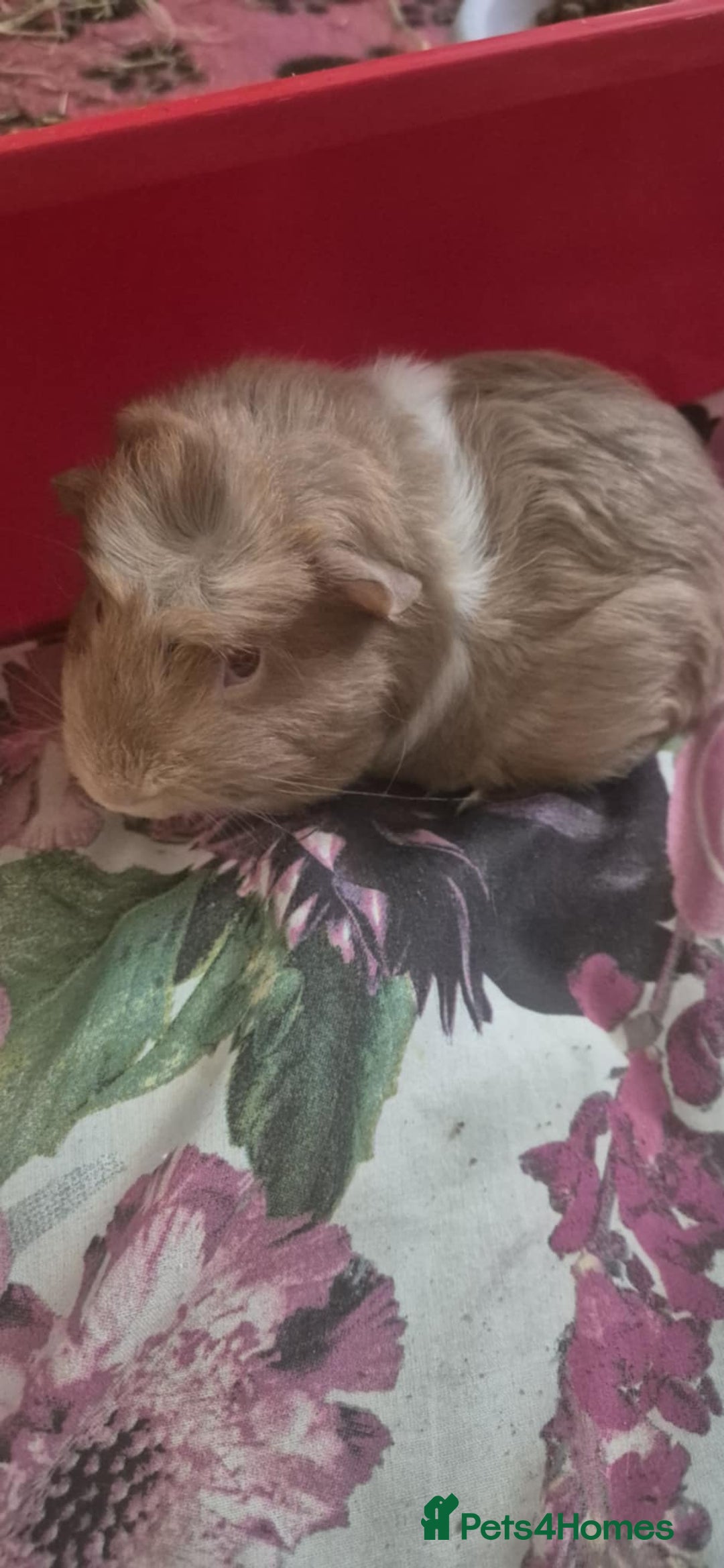 Guinea Pig rodents for sale: Male Guinea pigs - Image 2