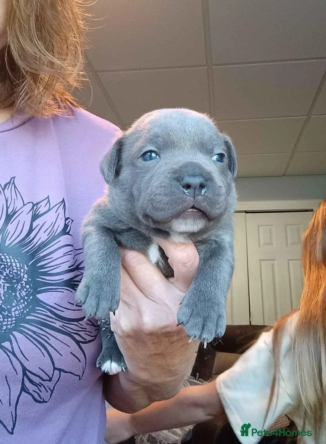 Staffordshire Bull Terrier dogs for sale: 👑🏡Active happy blue🏡 staffy secure yours🏡👑  in Hove - Advert 1