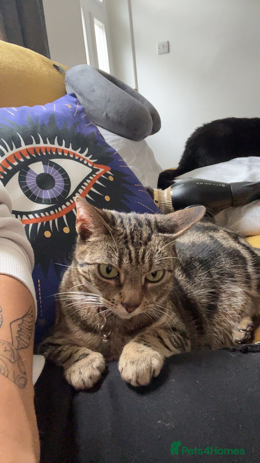 Mixed Breed cats for sale: Must go together! - Advert 12