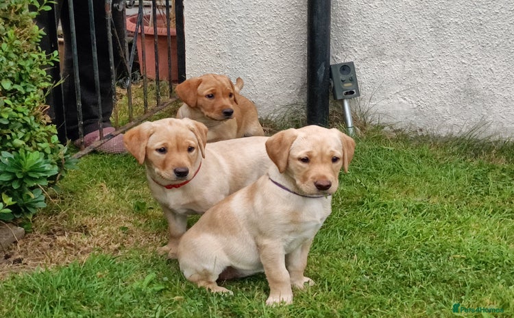Labrador Retriever dogs - Advert 2