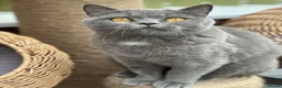 British Shorthair cats for sale: Sisters Looking for Their Perfect Retirement Home - Advert 6