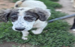 Mixed Breed dogs for adoption: ODIN, a superb young boy - for a Loving Home - Image 3