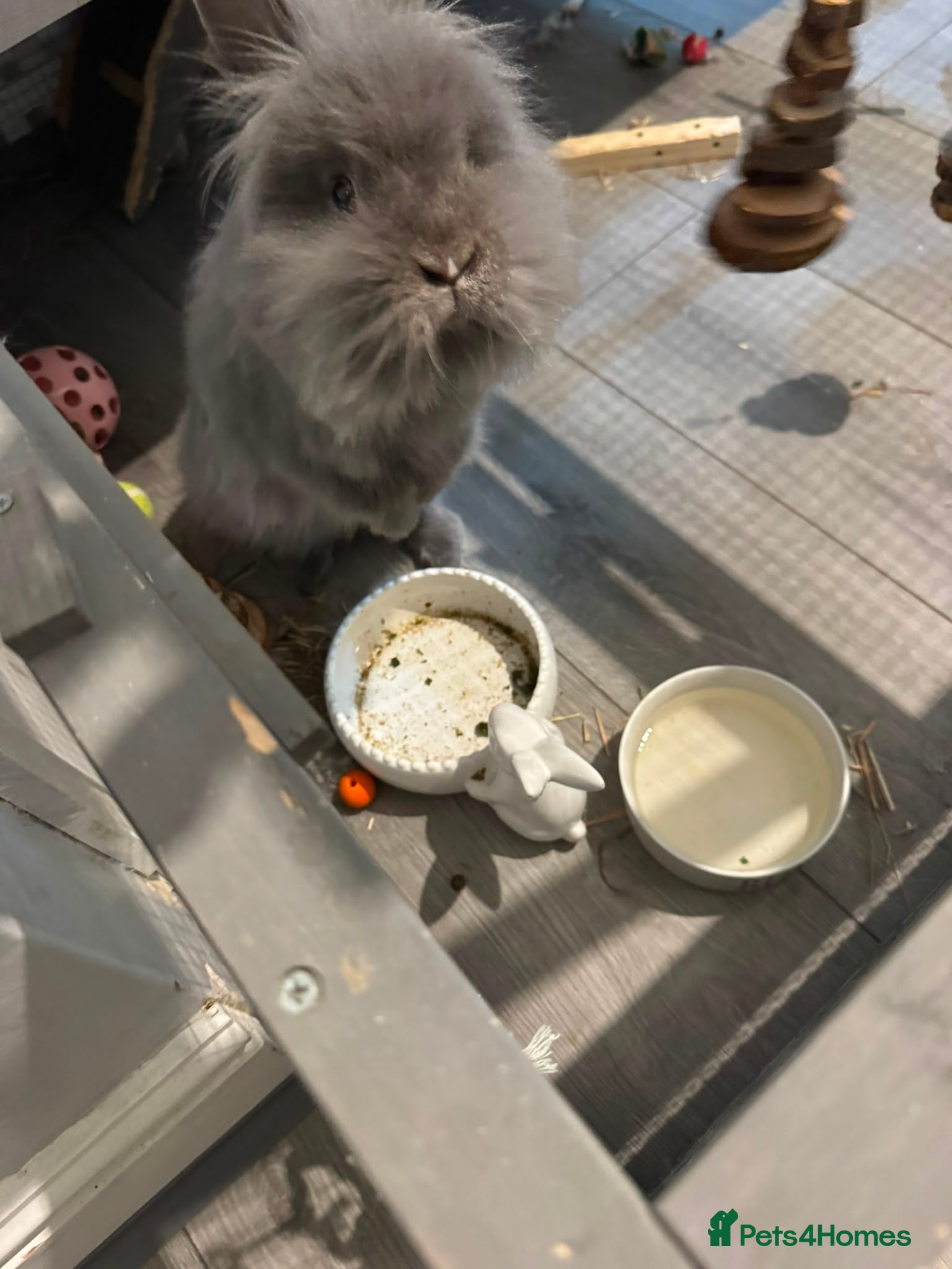 Lionhead rabbits Need of new home  - Advert 1