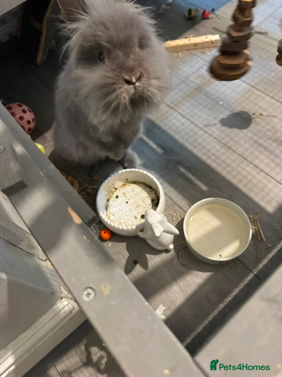 Lionhead rabbits for sale: Need of new home  - Advert 1