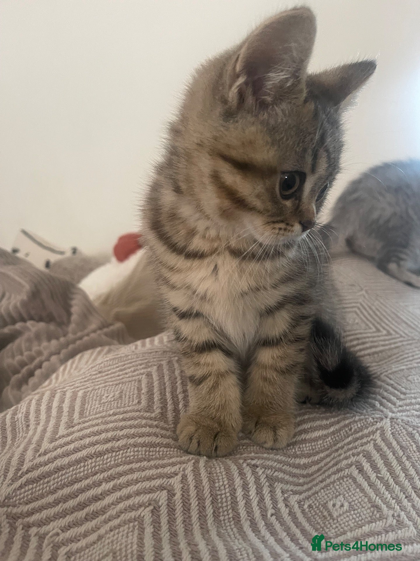 Scottish Fold cats 2 kittens ready now! ❤️ price reduced❤️ - Advert 17