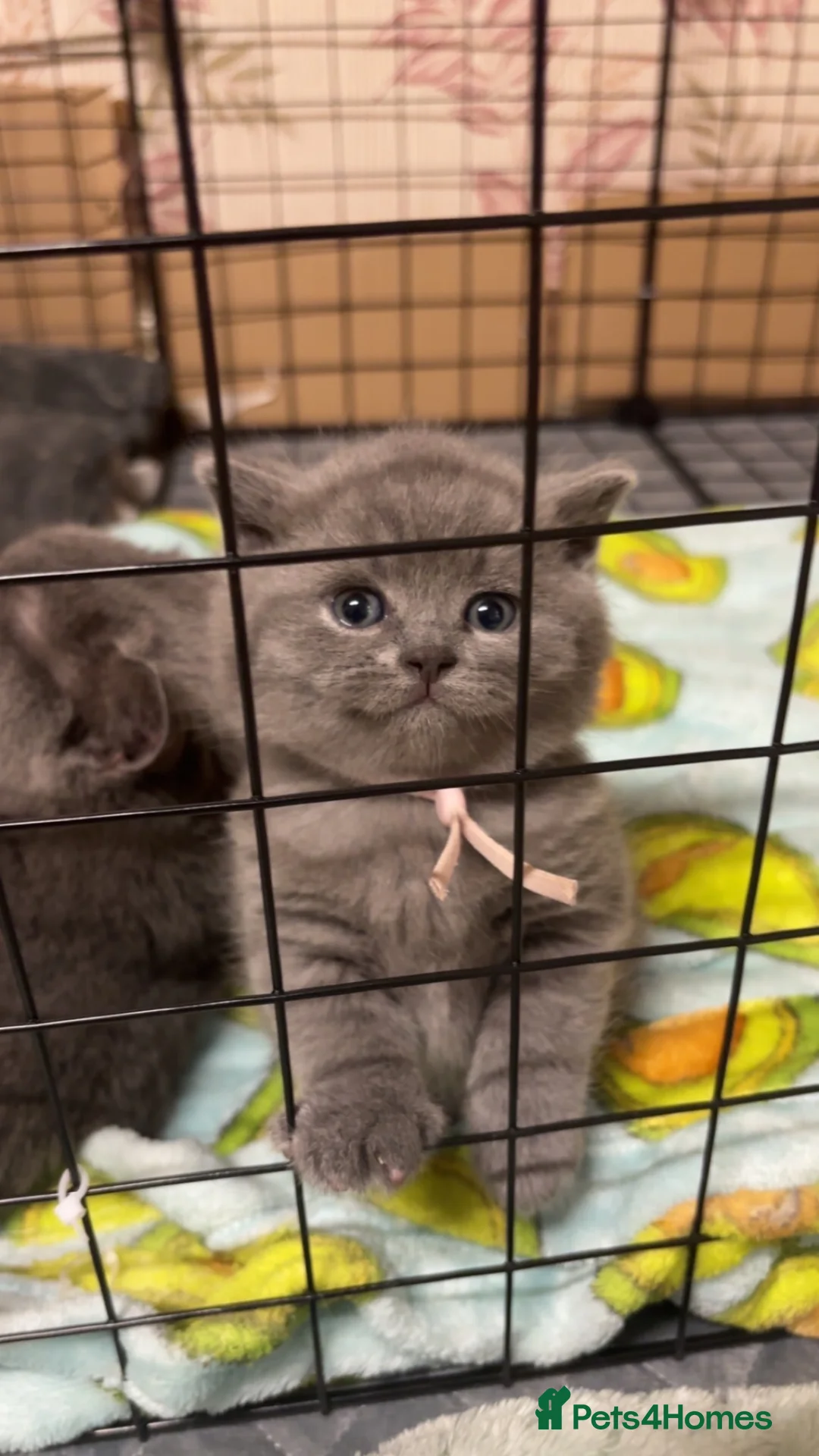 British Shorthair cats for sale: 💙 Gorgeous GCCF Registered BSH Blue Male Kitten - Advert 2