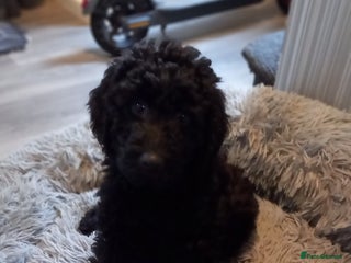 Labradoodle dogs Multigenrational labradoodle ready to leave - Advert 3