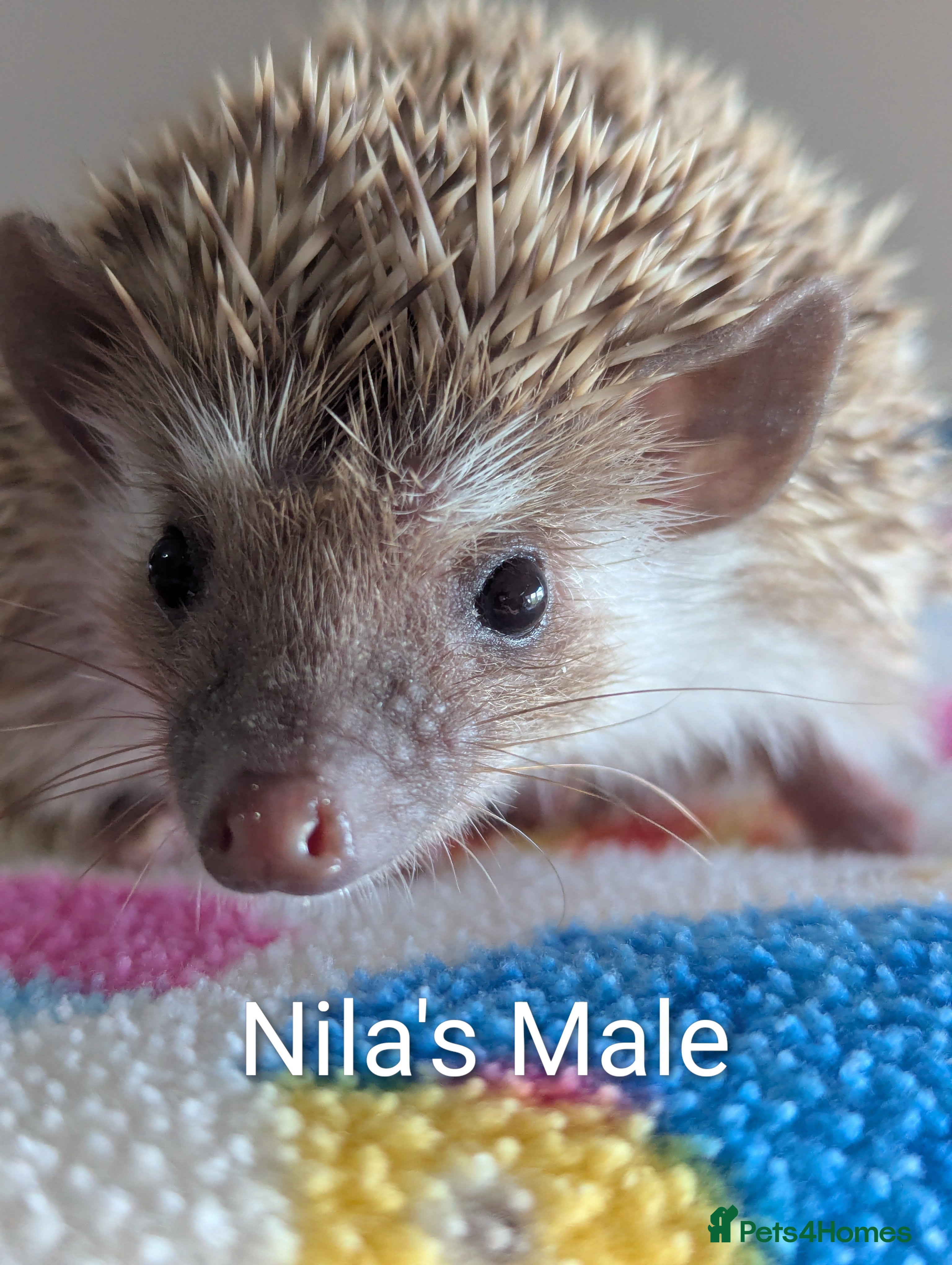 Pygmy Hedgehog rodents 5* Forever Home Required.READY AND REDUCED!!! - Advert 8