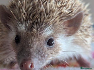 Pygmy Hedgehog rodents Last 2 Hoglets Remaining!! READY NOW !!!! REDUCED! - Advert 7