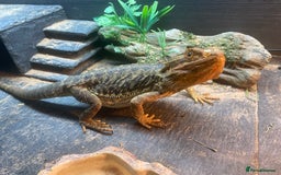 Bearded Dragon reptiles for sale: Bearded dragon for sale - Image 1