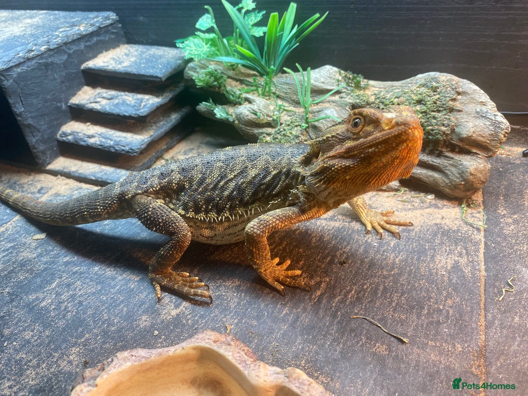 Bearded Dragon reptiles for sale: Bearded dragon for sale - Image 1