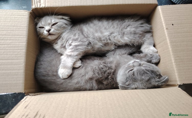 Scottish Fold cats - Advert 6