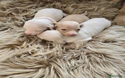 Miniature Dachshund dogs for sale: Miniature cream dachshund - Image 32