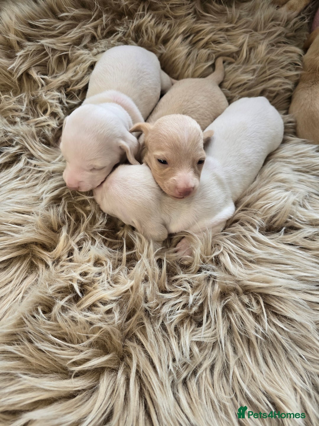Miniature Dachshund dogs for sale: Miniature cream dachshund - Image 32