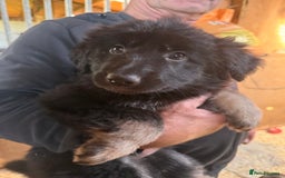 German Shepherd dogs for sale: 4 stunning german Shepherd pups. Very chunky.  - Image 2