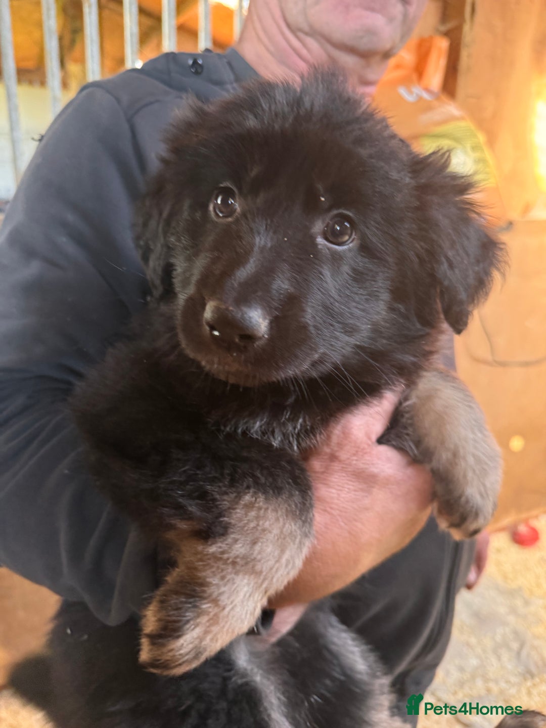 German Shepherd dogs for sale: 4 stunning german Shepherd pups. Very chunky.  - Image 2