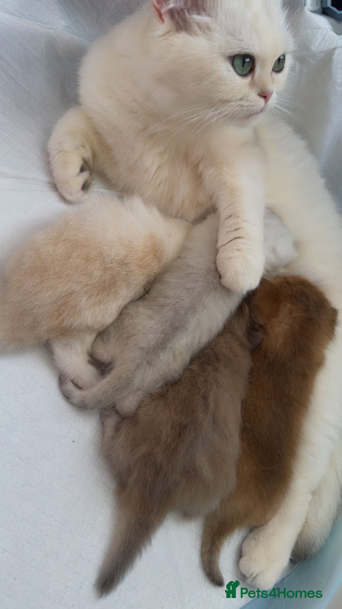 British Shorthair cats Four British Shorthair kittens available  - Advert 11