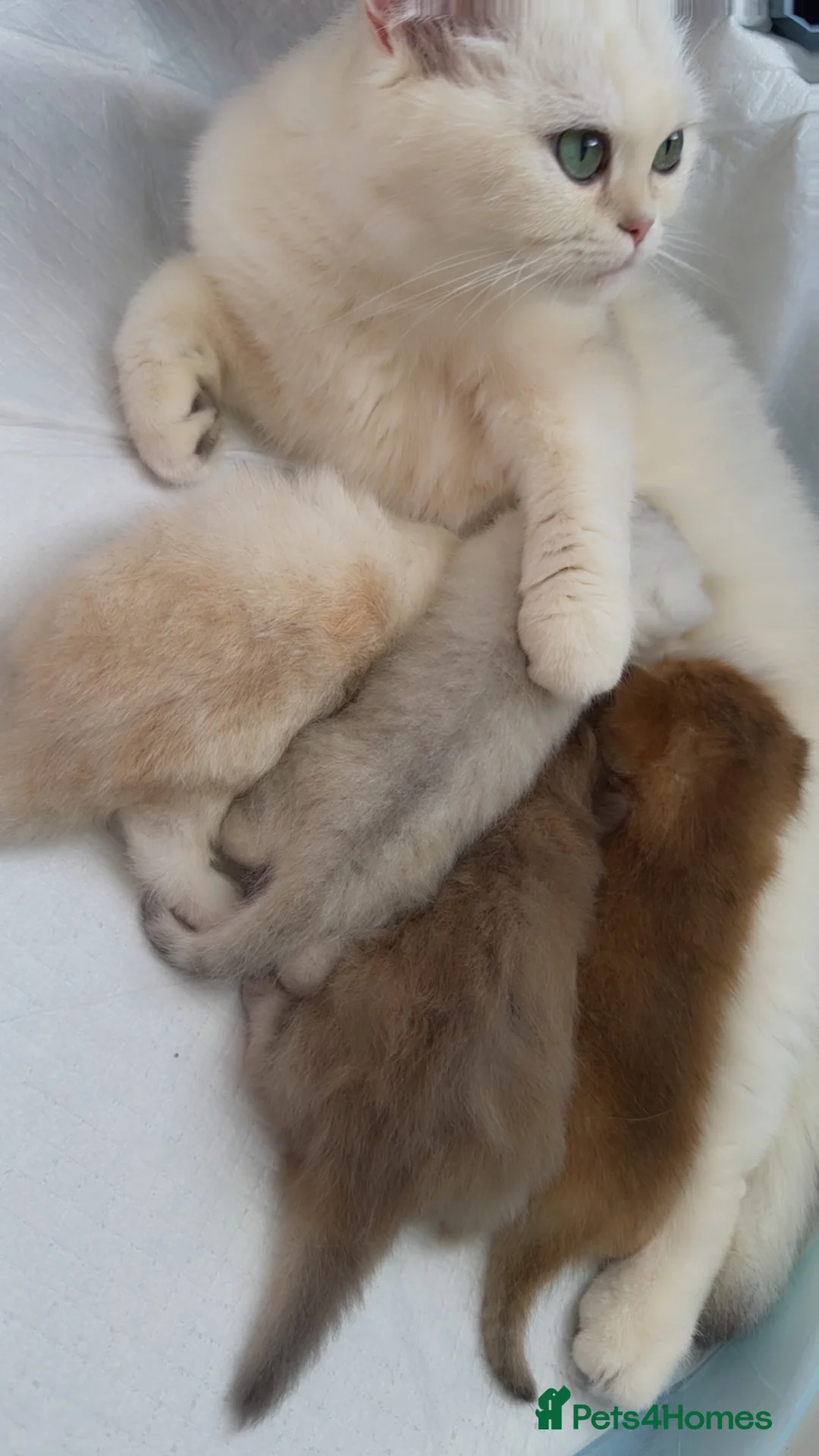 British Shorthair cats for sale: Four British Shorthair kittens available  - Advert 1