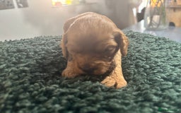 Cavapoo dogs for sale: Beautiful healthy Cavapoo’s d.o.b 22/08/25 - Image 9