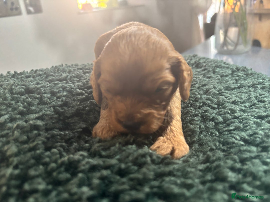 Cavapoo dogs for sale: Beautiful healthy Cavapoo’s d.o.b 22/08/25 - Image 9
