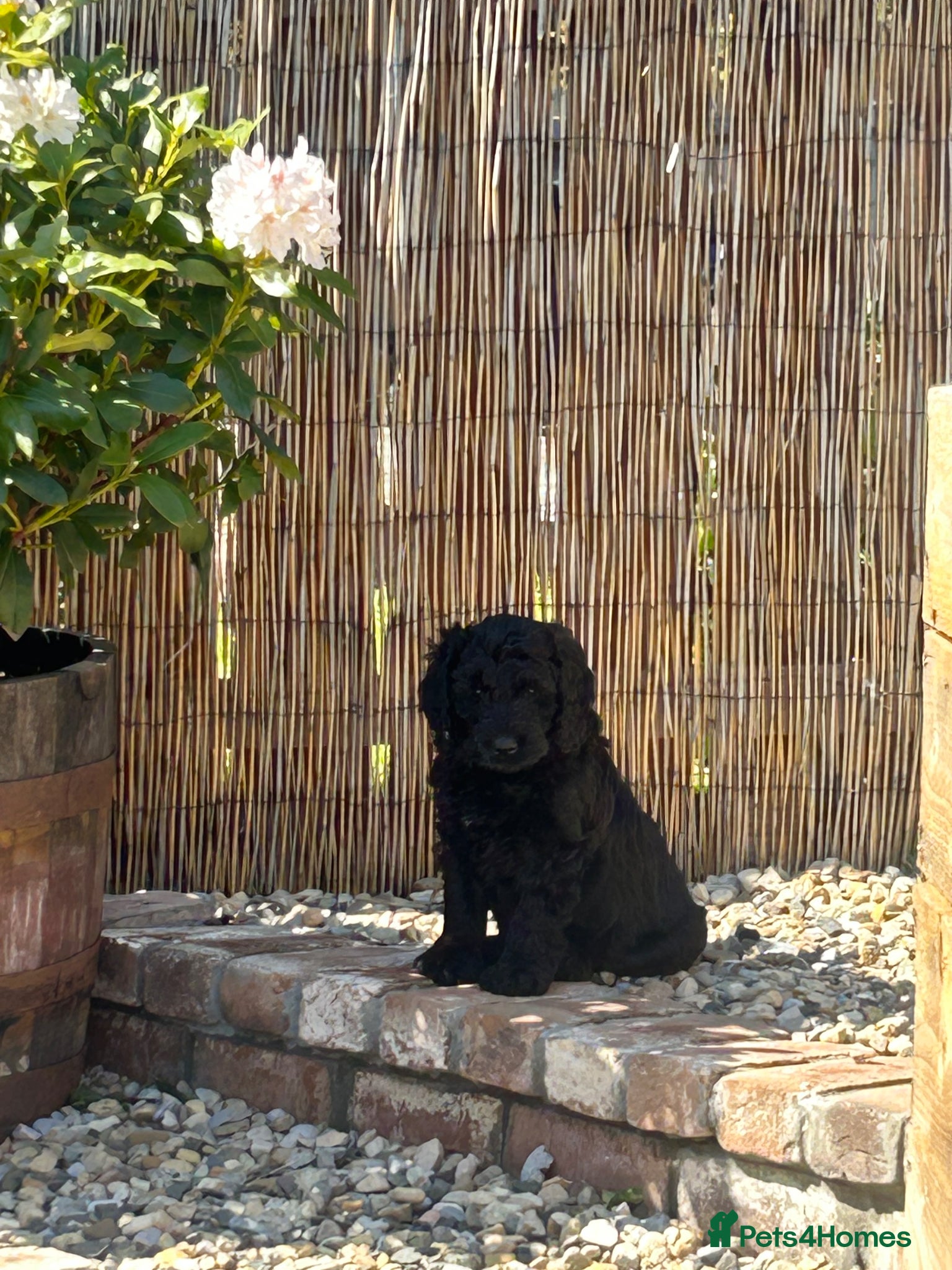 Labradoodle dogs *READY TO LEAVE* F2B Miniature Labradoodle - Advert 4