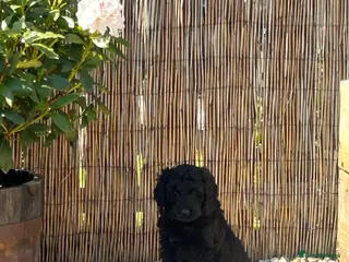 Labradoodle dogs *READY TO LEAVE* F2B Miniature Labradoodle - Advert 4
