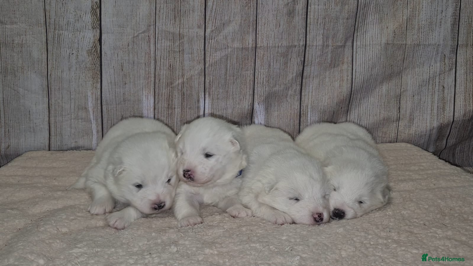 Samoyed dogs 4 Beautiful Pure Samoyeds ❤️ - Advert 3