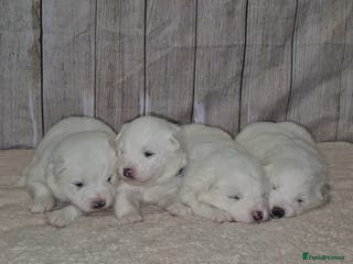Samoyed dogs 4 Beautiful Pure Samoyeds ❤️ - Advert 3