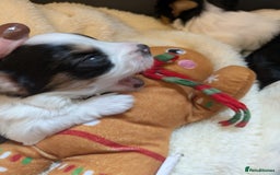 Biewer Terrier dogs for sale: Adorable Purebred Biewers  - Image 20