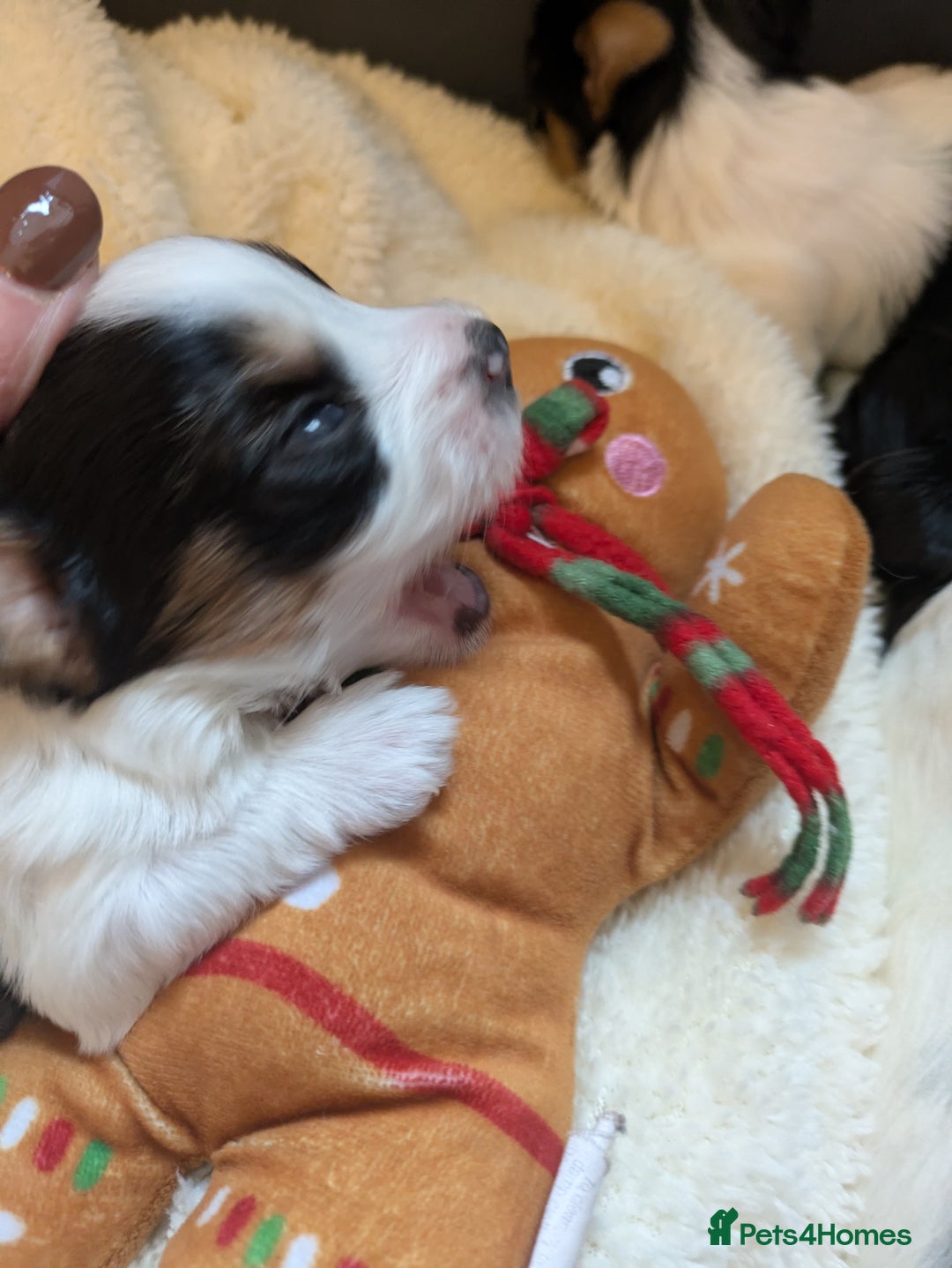 Biewer Terrier dogs for sale: Adorable Purebred Biewers  - Image 20