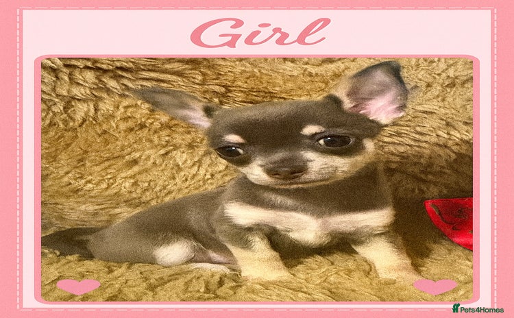Chihuahua dogs - Advert 15