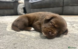 Mixed Breed dogs for sale: 🐾🐾🐾Siberian husky/french spaniel puppies 🐾🐾🐾 - Image 5