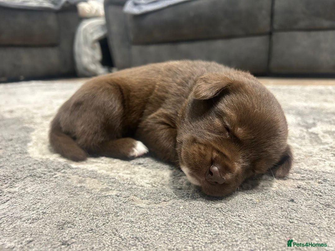 Mixed Breed dogs for sale: 🐾🐾🐾Siberian husky/french spaniel puppies 🐾🐾🐾 - Image 5
