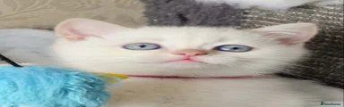 KOVU