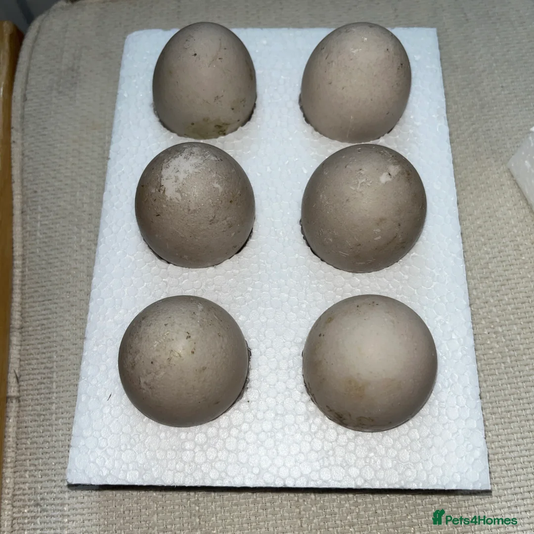 Ducks poultry for sale: 6 X Cayuga duck Hatching eggs  - Advert 2