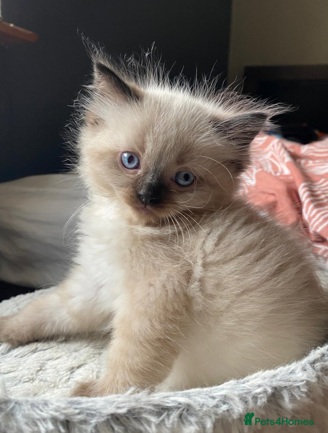 Ragdoll cats for sale: Beautiful chunky kittens ready to leave soon - Image 6