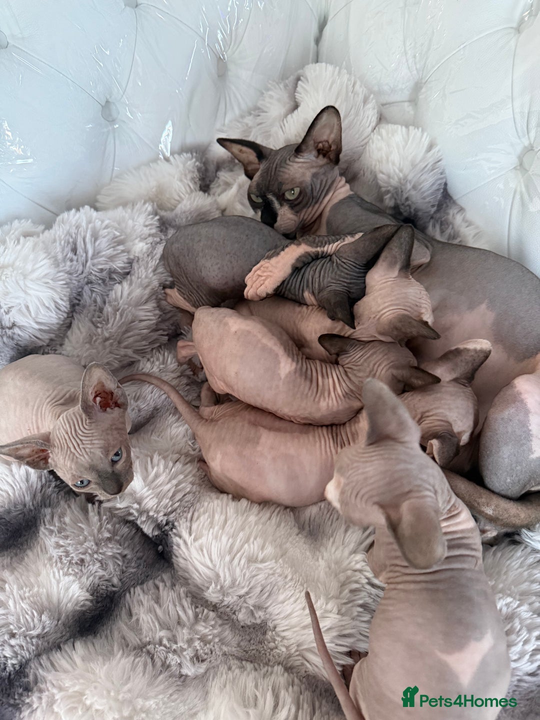 Sphynx cats for sale: canadian sphynx for sale  - Advert 31