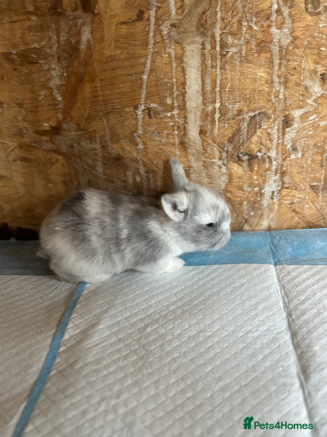 Mini Lop rabbits for sale: White & Grey Mini Lops - Advert 20