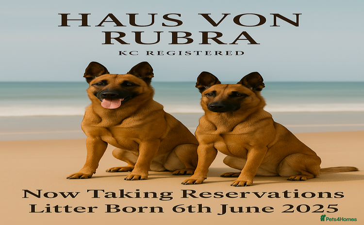 Belgian Shepherd Dog dogs in Hartlepool - Advert 4