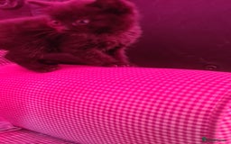 Persian cats for sale: 4 beautiful kittens ready4new home! 🏡 😍 ❤️  - Image 4