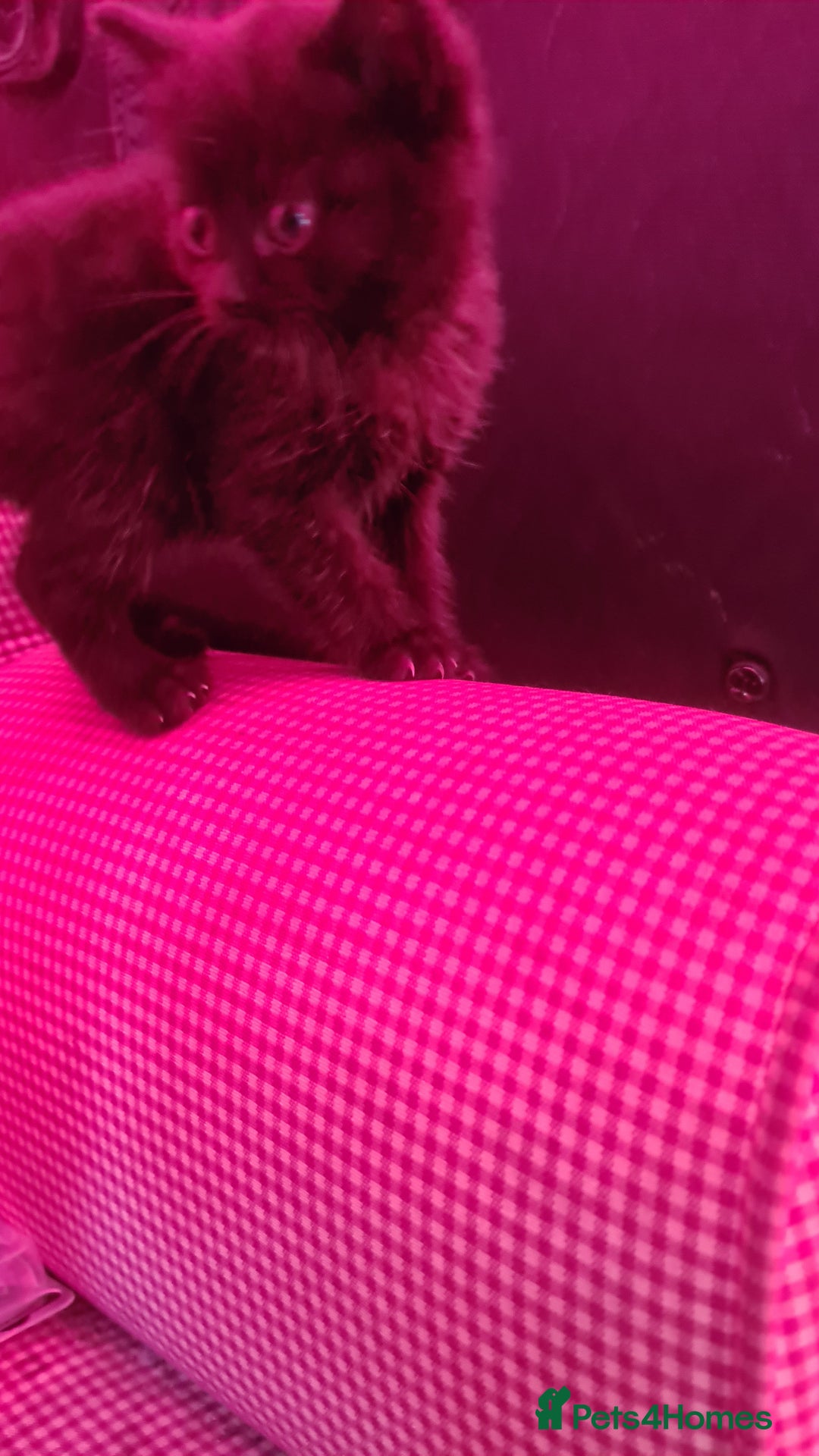 Persian cats for sale: 4 beautiful kittens ready4new home! 🏡 😍 ❤️  - Image 4