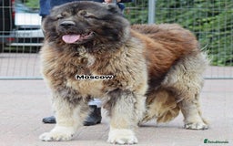 Caucasian Shepherd Dog dogs for stud: 5⭐️RATED LICENSED. RUSSIAN IMPORT  - Image 2
