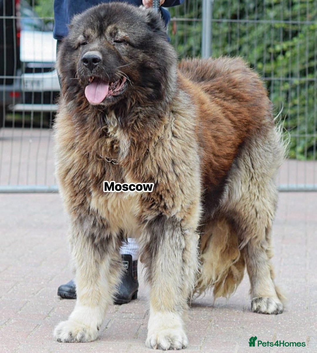 Caucasian Shepherd Dog dogs for stud: 5⭐️RATED LICENSED. RUSSIAN IMPORT  - Image 2