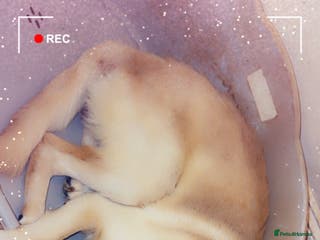 Shepsky dogs Germany Shepherd cross husky - Advert 1