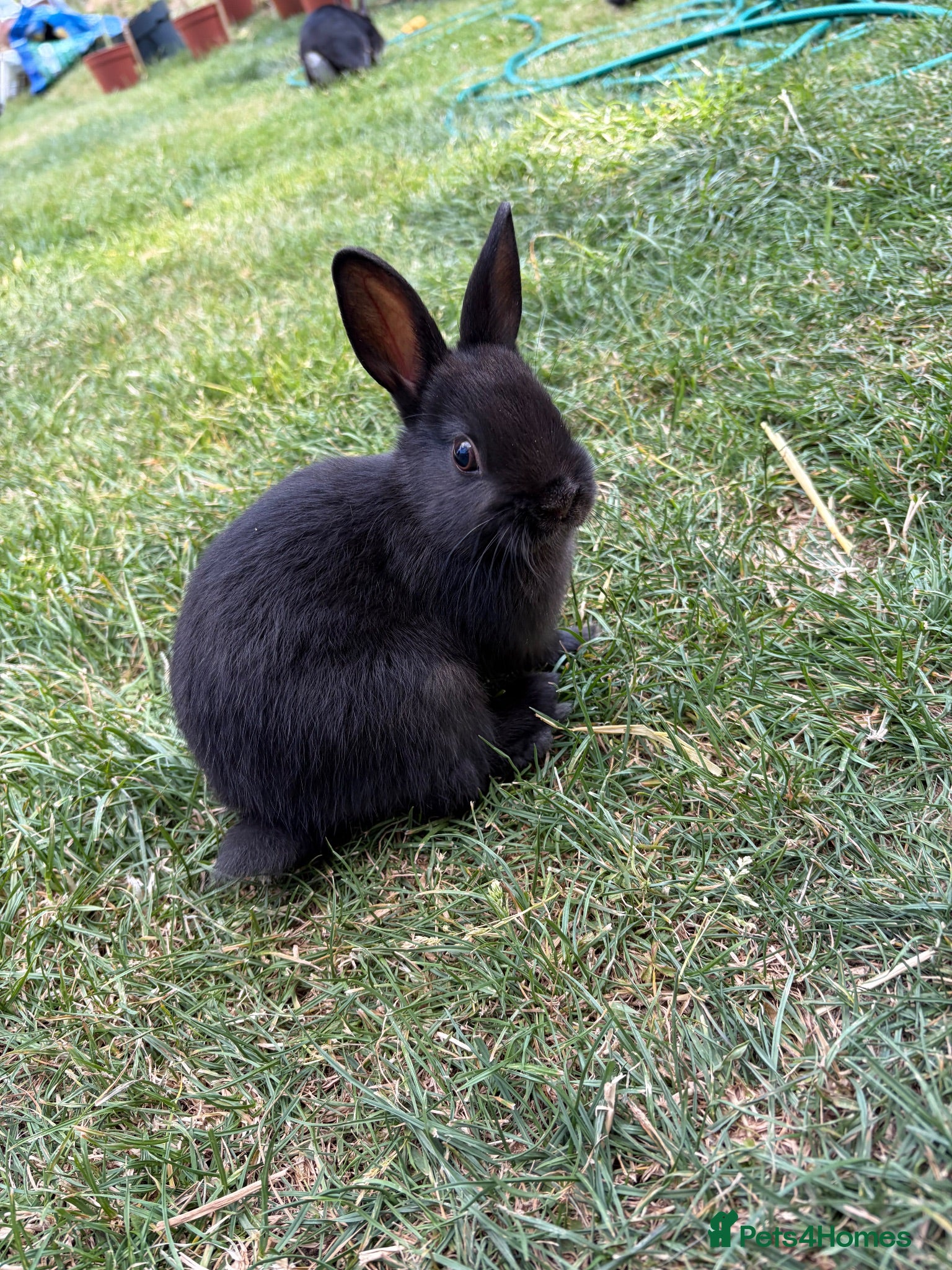 Netherland Dwarf rabbits Only 1 Left Netherland Dwarf Bunnies  - Advert 2