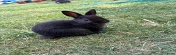 Netherland Dwarf rabbits for sale: Only 1 Left Netherland Dwarf Bunnies  - Advert 2