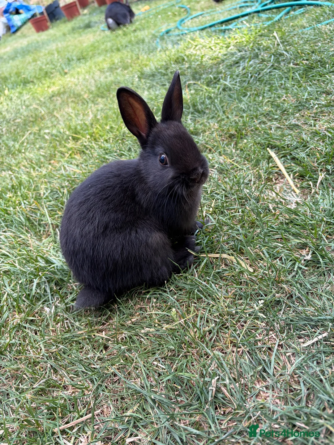 Netherland Dwarf rabbits for sale: Only 1 Left Netherland Dwarf Bunnies  - Advert 2