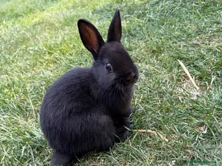 Netherland Dwarf rabbits Only 1 Left Netherland Dwarf Bunnies - Advert 2